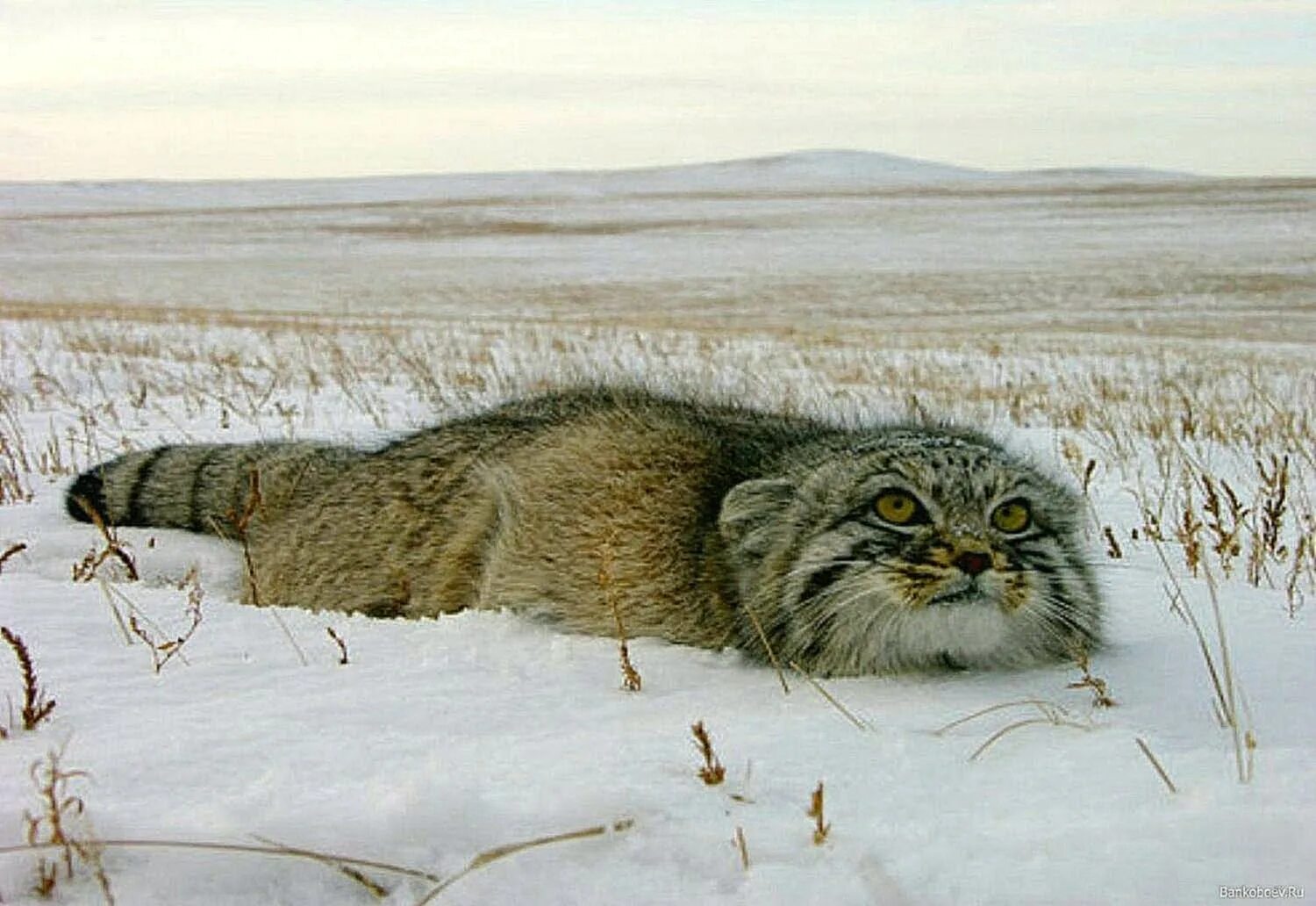 Степной кот Манул. Манул Забайкальский дикий кот. Манул (палласов кот). Камышовый кот Манул.