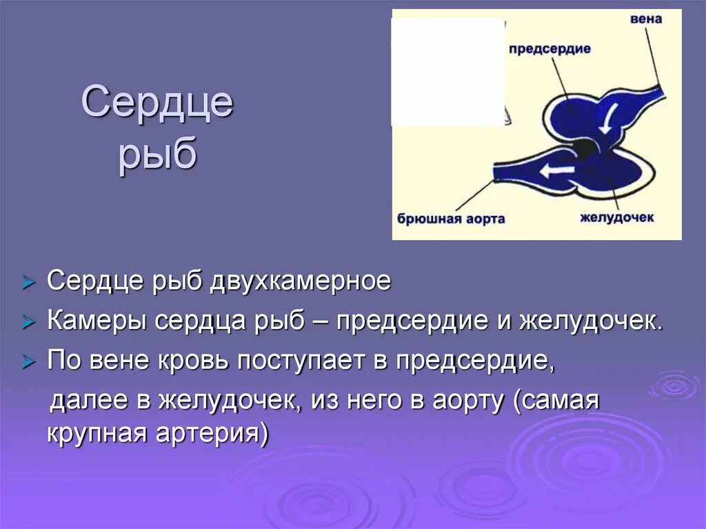 Сердце рыб состоит из камер. Строение сердца рыбы. Строение сердца костных рыб. Особенности строения сердца у рыб. Сердце рыбы.