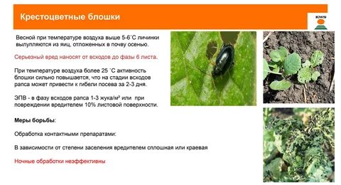 Чем обработать алиссум от крестоцветной