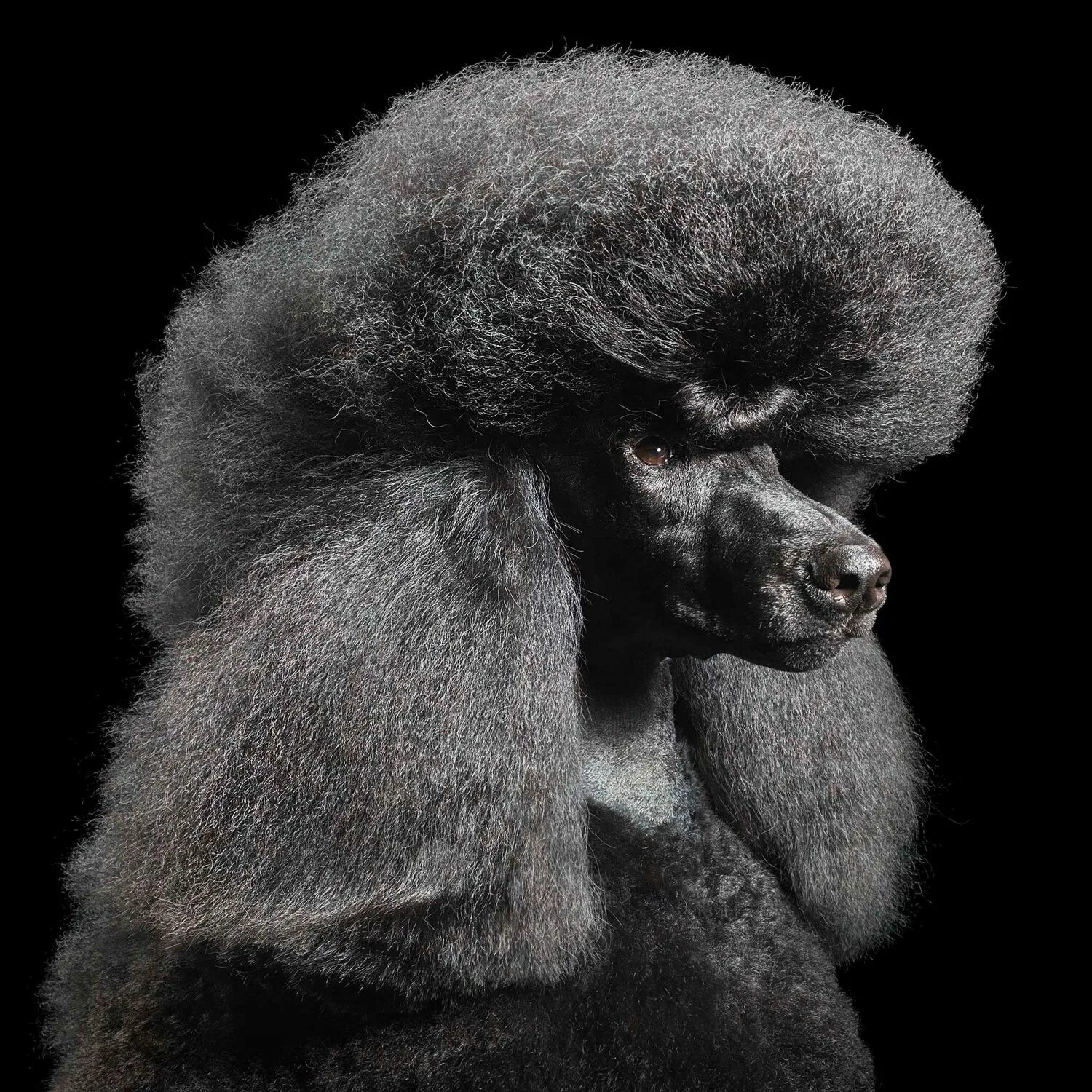 Голова черного пуделя. Пудель Арто. Тим Флэк фотограф. Тима Флэка (tim flach). Королевский шнуровой пудель.