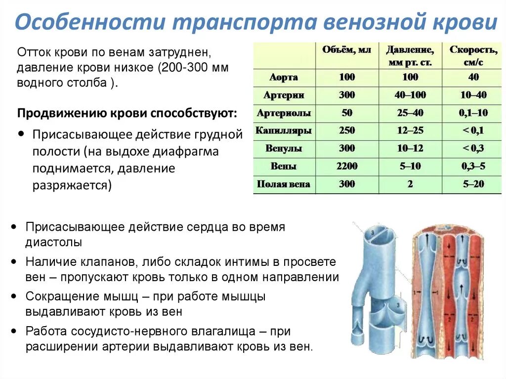 Особенности транспорта венозной крови. Особенные характеристики венозной крови. Количество крови в венозной системе. Сколько процентов крови содержится в венозной системе.