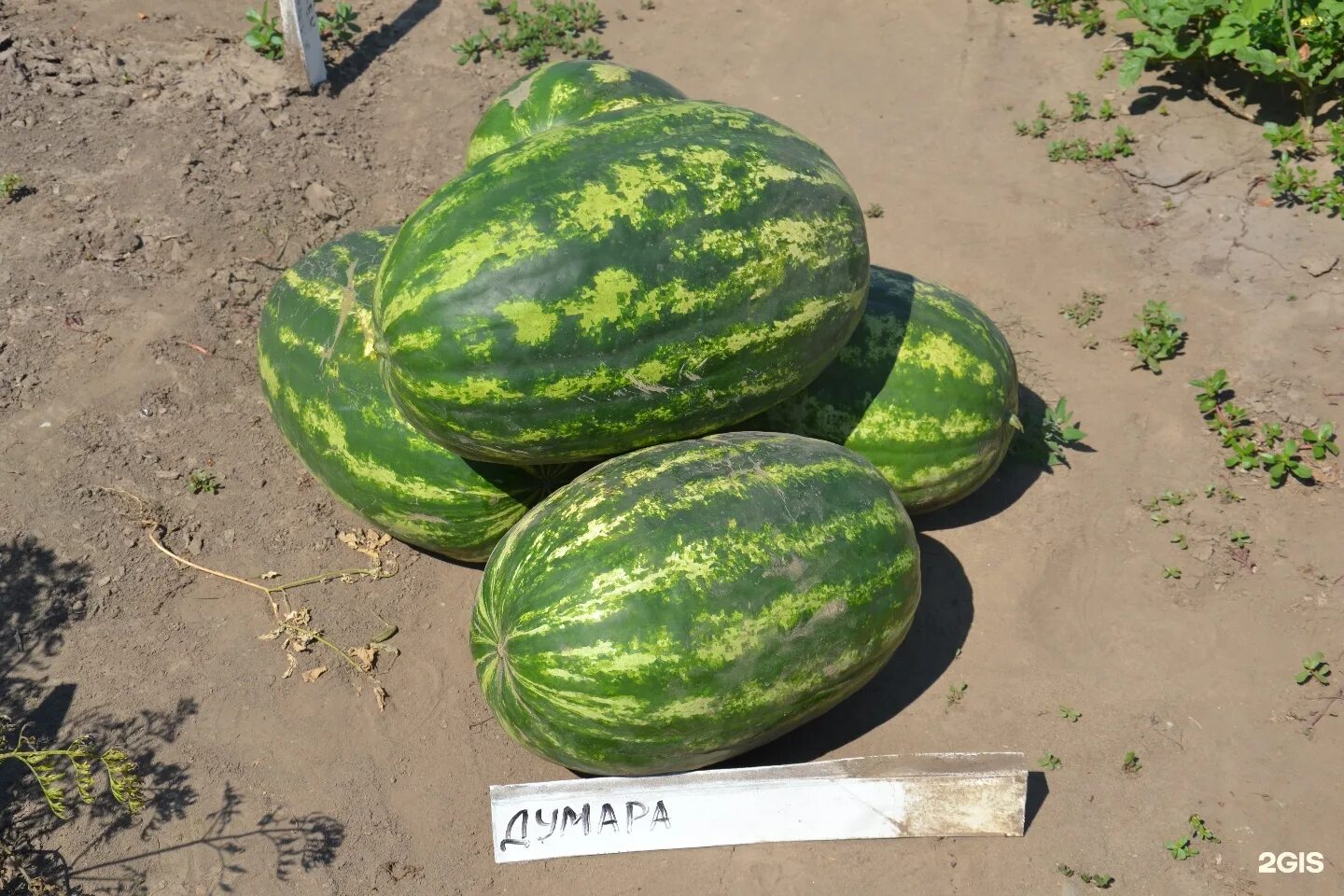 амурский дачник