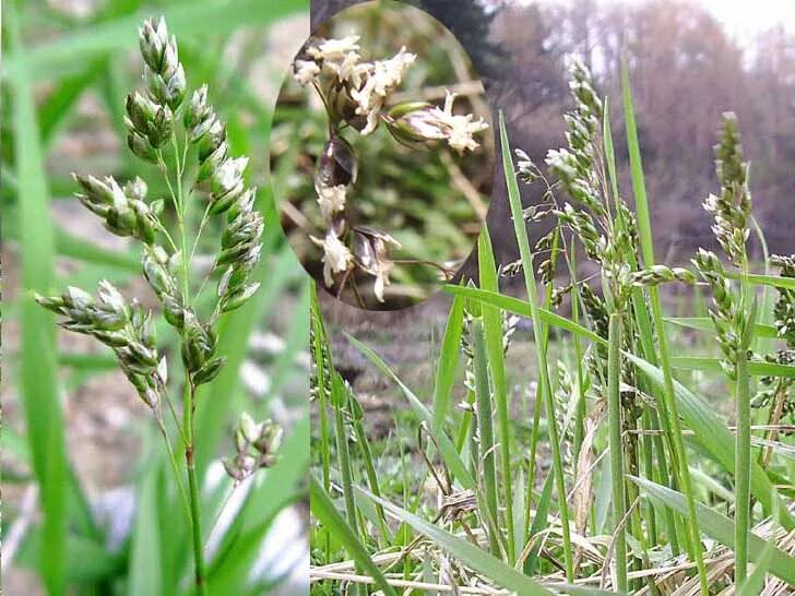 Как выглядит трава зубровка. Зубровка душистая - hierochloe odorata. Зубровка душистая. Зубровка душистая (hierochloë odorata). Зубровка растение.