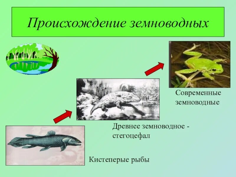 Сообщение о древнейших земноводных. Происхождение земноводных схема. происхождение зе новодных. земноводные происхождение. земноводные произошли от.
