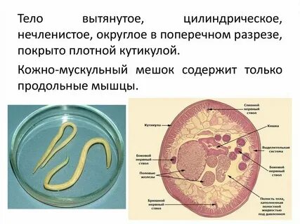Где найти круглого