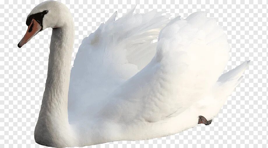 Лебедь для детей. Лебедь на прозрачном фоне. Белый лебедь для детей. Лебедь на белом фоне. Картинка лебедей на прозрачном фоне
