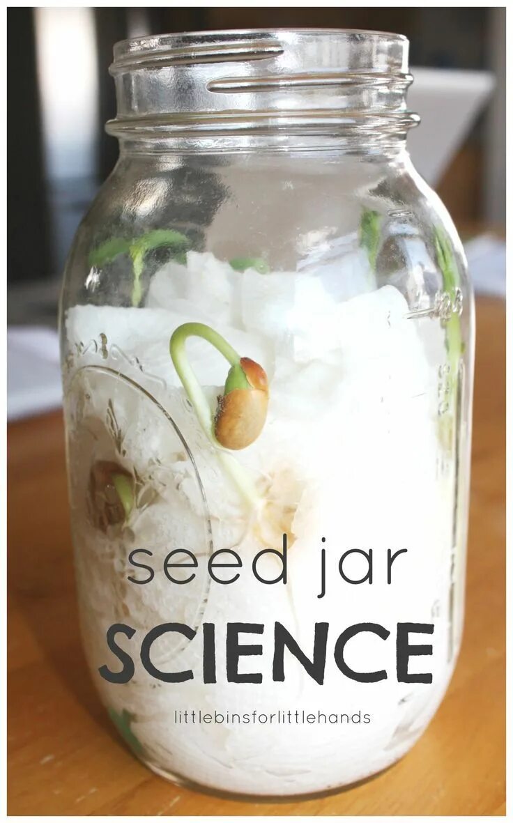 Growing science. Seeds Science. Spring наука. Seeds Scientist. Fun with simple Science growing Plants.