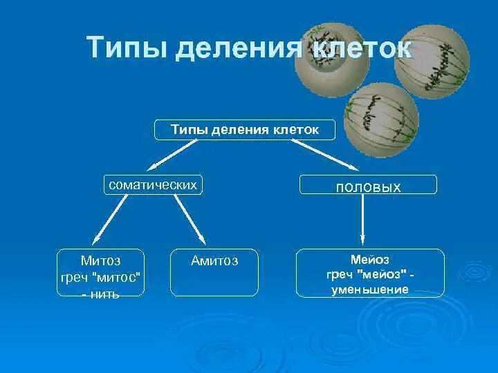 1 способы деления клеток. Способы деления клетки таблица. Основной способ деления клеток. Типы деления клеток. Типы деления эукариотических клеток.