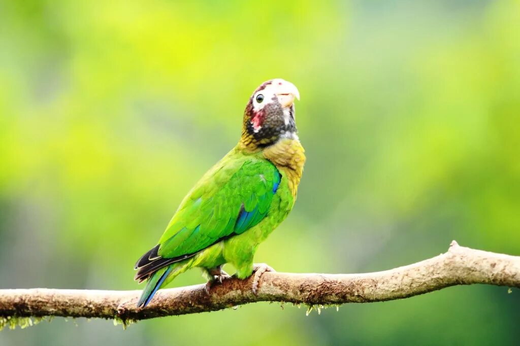 Small Parrot. Metaphor Parrot. Costa Rica Parrots. Parrot Flying.