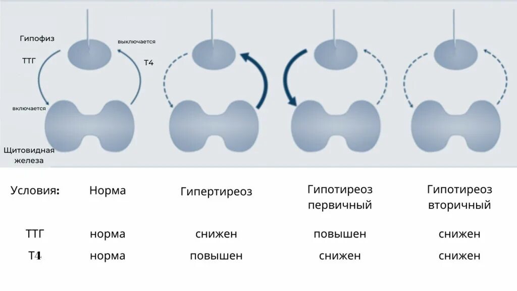 Тироксин гормон. Thyroid т3. Secondary hypothyroidism. Тест tsh3. T 3 18 9