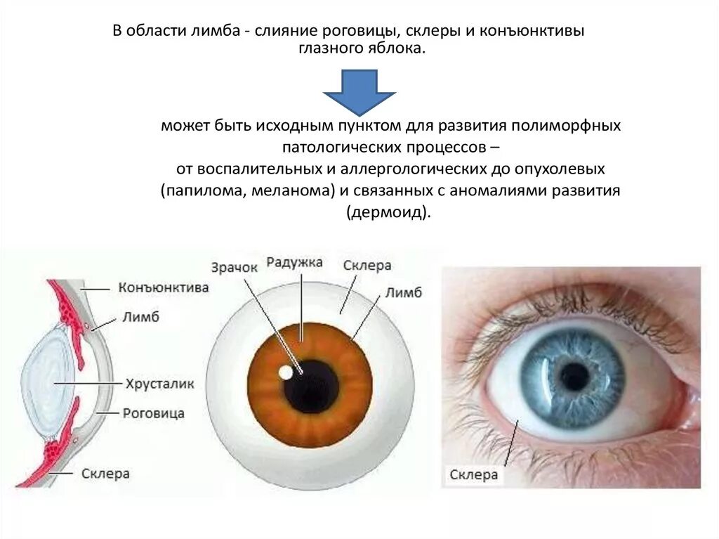 Строение глаза конъюнктива склера. Строение глаза склера роговица. Строение глаза сетчатка роговица хрусталик.