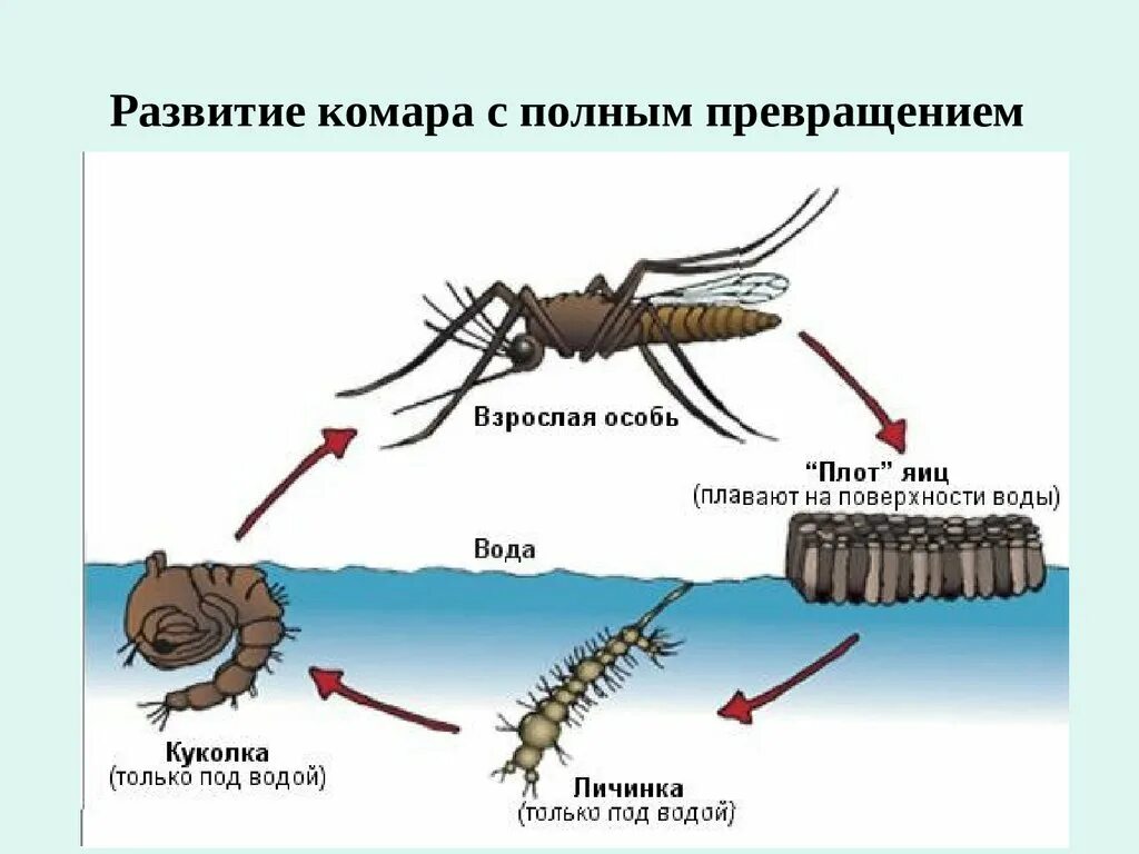 Стадии развития комаров. Схема развития комара. Развитие комара с полным превращением. Стадии превращения комар.