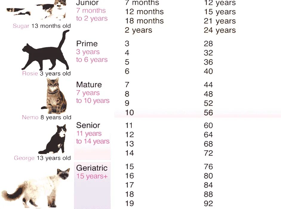 Возраст кошек. Возраст котенка по человеческим меркам. Года кошки по человеческим меркам таблица. Таблица возраста котов.