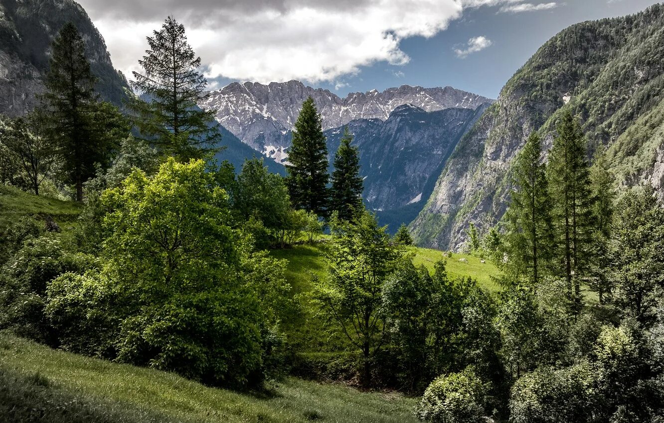 Горы тироль 4к. Природа кубани горы. Долина деревьев. Долина деревьев. Словения горы.