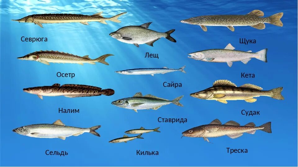 Какие рыбы водятся в море. Разновидности рыб. Название рыб. Морская Промысловая рыба. Рыбы средней полосы России.