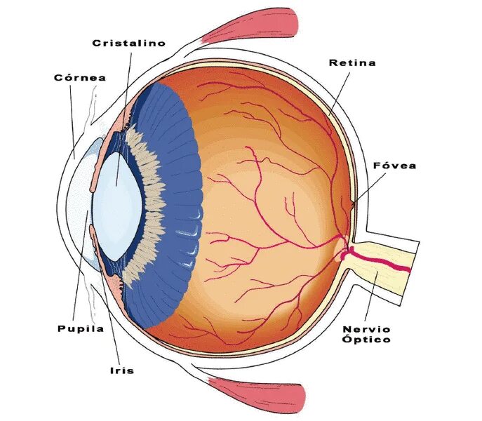 Зрачок хрусталик сетчатка. Центральная ямка сетчатки. Сетчатка роговица радужка. Хрусталик сетчатка зрительный нерв. Место в сетчатке напротив зрачка