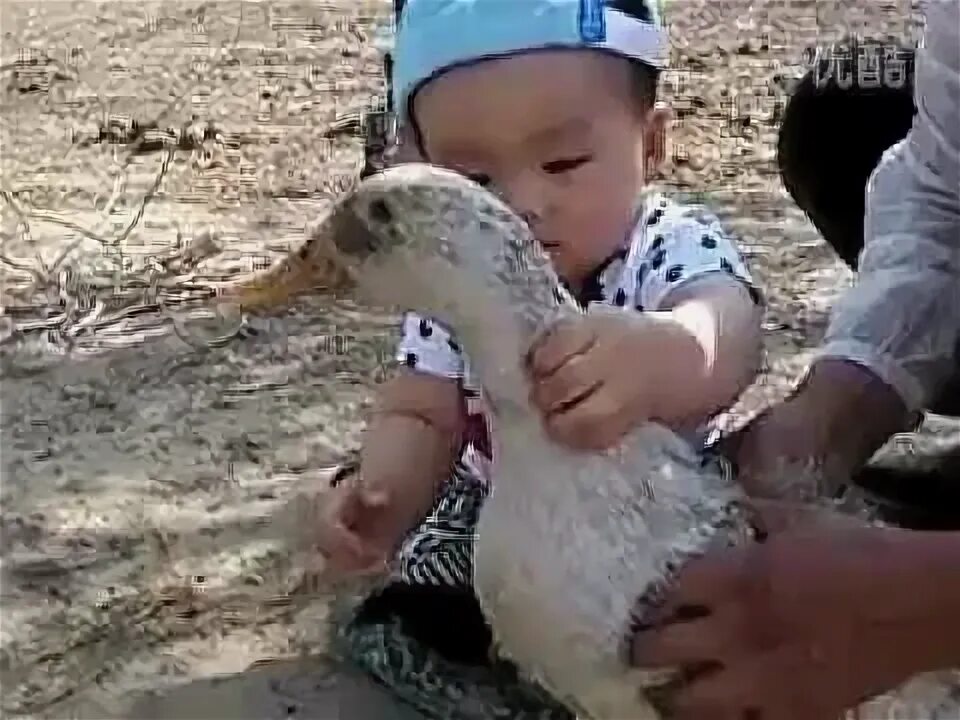 Дети дети это утка. Стишок про уточку. Улетают утки в теплые края. Стих смотрите дети это утка она большая простите. Барто уточки.