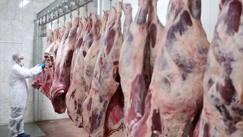Slaughter house перевод. Slaughter house перевод