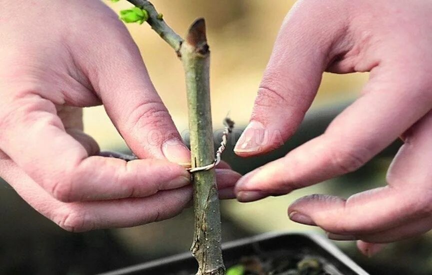 Черенки сирени весной. Окулировка грецкого ореха весной. Окулировка сирени. Окулировка магнолии. Черенки подвоев яблони.