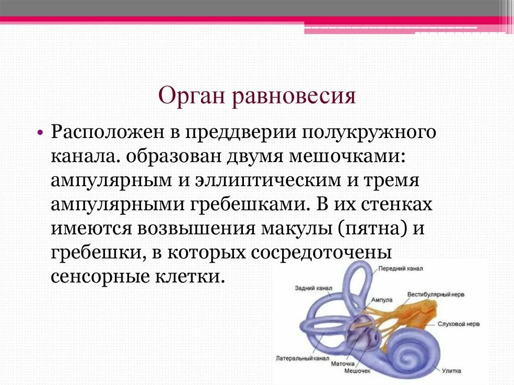 Орган равновесия. Строение органа равновесия. Строение органа равновесия человека. Орган равновесия расположен в.