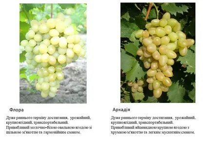 Сорте в определенном