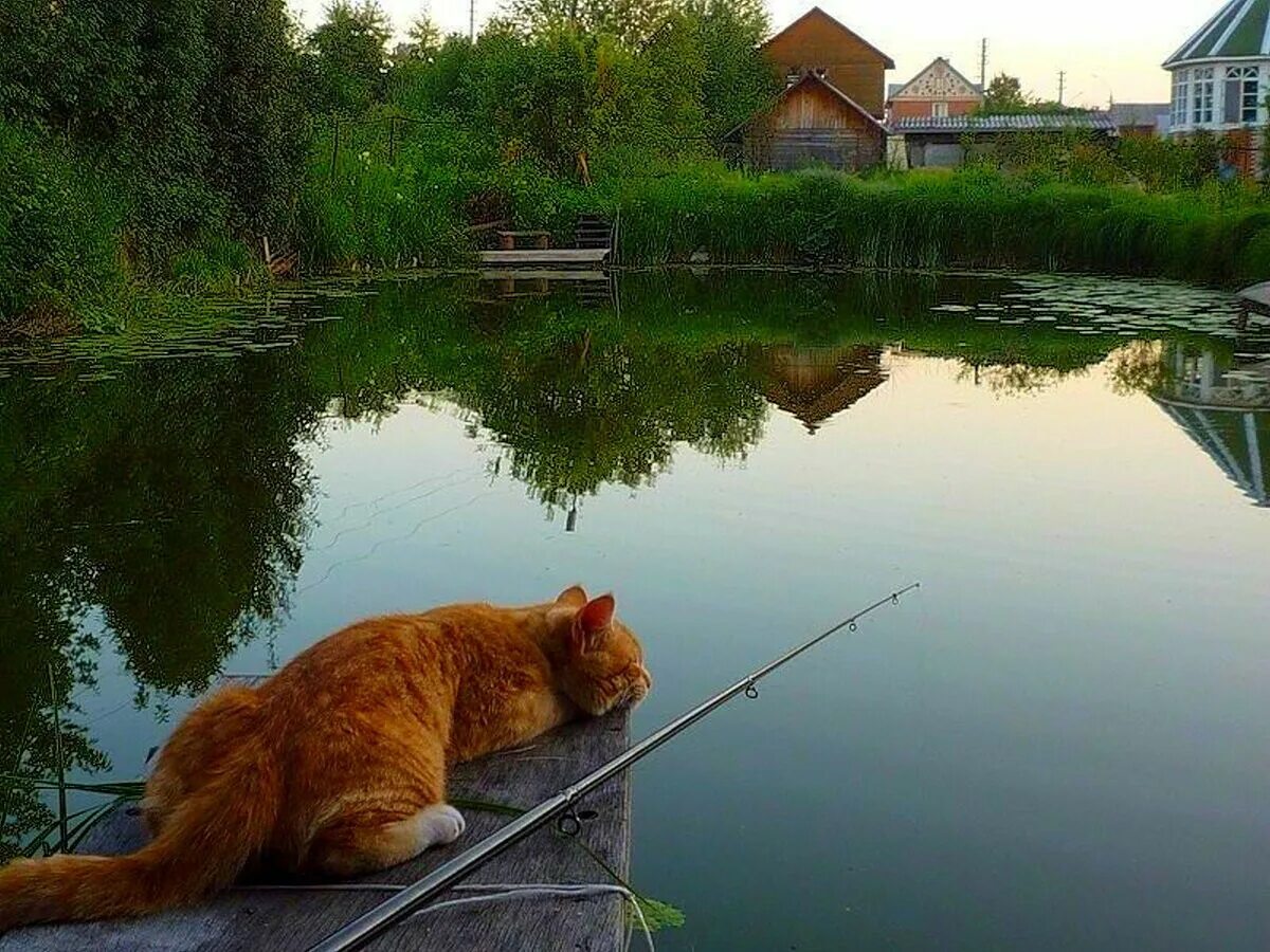 Песня живу я клева. Кот рыбачит. Коты на рыбалке. Кот Рыбак. Кот с удочкой.