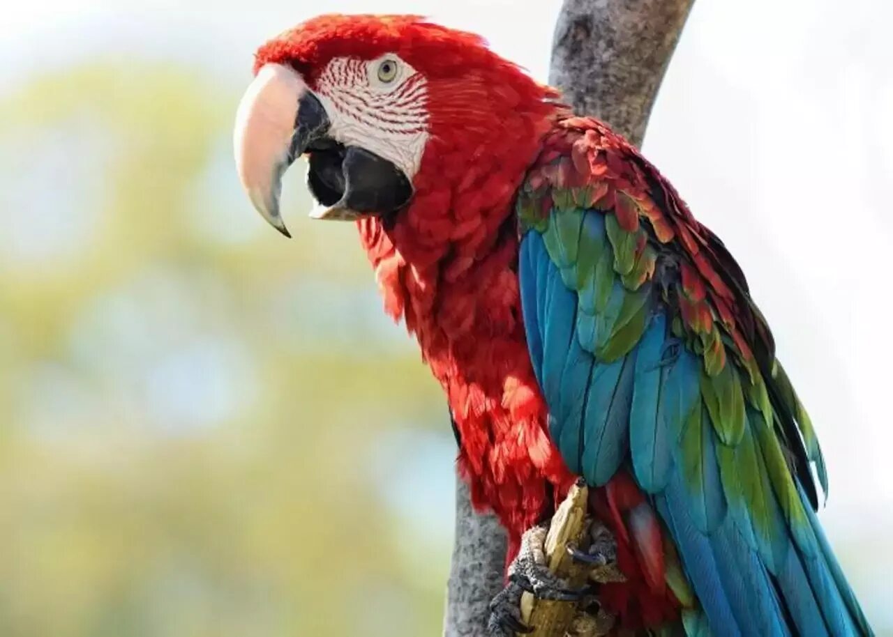 Большой попугай ара. Попугай ара. Попугай ара красный. Зеленокрылый ара. Красный ара и зеленокрылый ара.