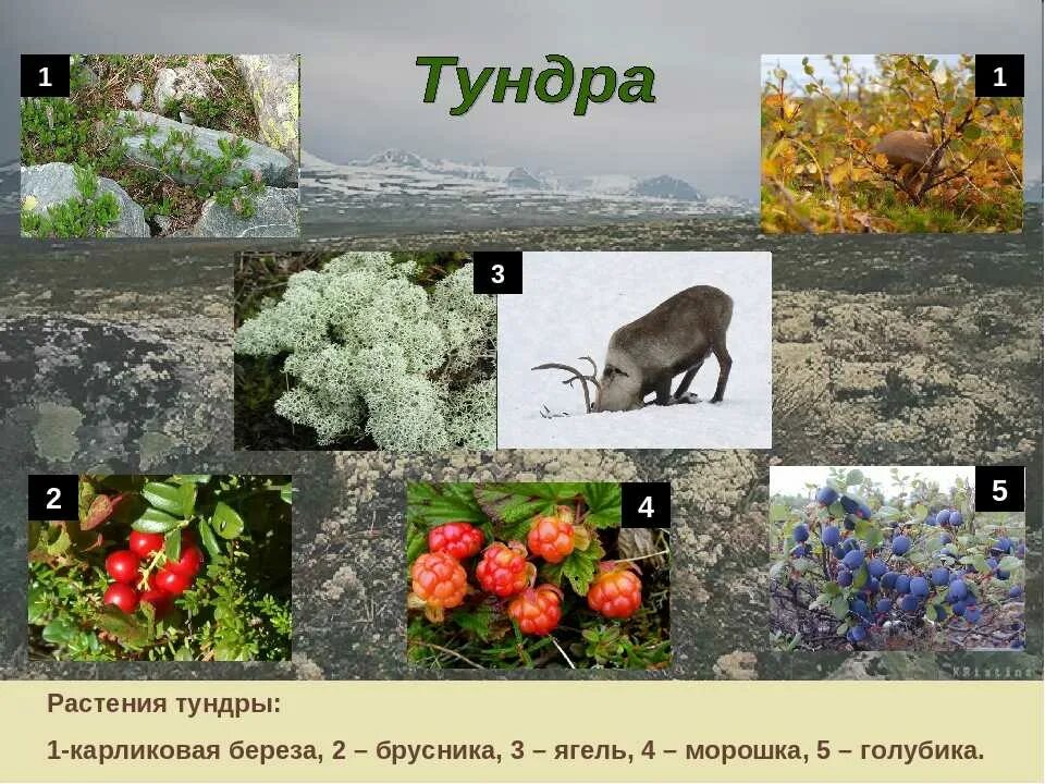 Растения и животные тундры и тайги. Природная зона тундра животные и растения. растительный мир тундры. растения зоны тундры.