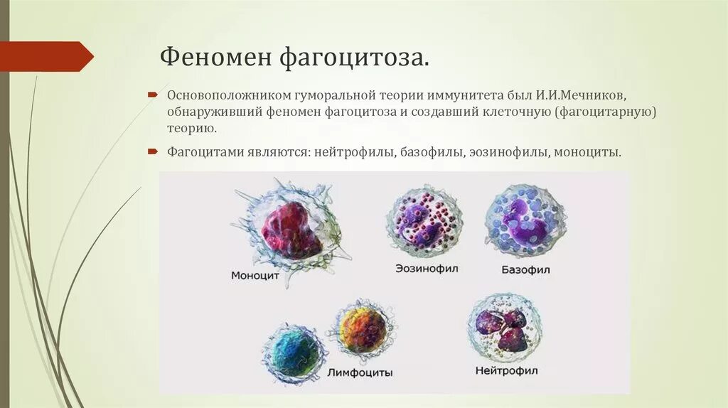 Мечников учение о клеточном иммунитете. Схема механизма образования иммунитета клеточный фагоцитоз. Лейкоциты фагоциты и лимфоциты. Микрофаги: нейтрофилы фагоцитоз. Фагоцитарная активность моноцитов.