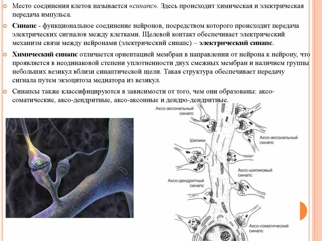 Осуществляет связь между нейронами какой нейрон. Механизмы связи между нейронами: химические и смешанные синапсы. Синаптическая связь между нейронами. Место соединения нейронов. Синапс нервной клетки.