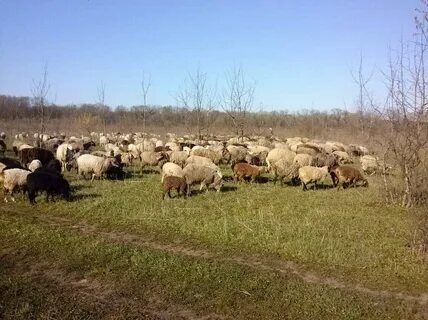 Ставропольский край барашка