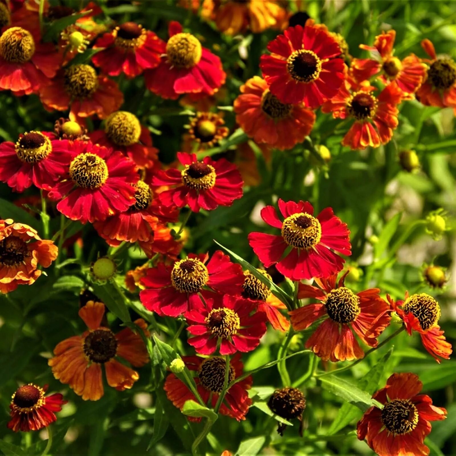 гелениум бетти. гелениум кармен. гелениум гибридный (helenium х hybridum), сорт rothaut;. гелениум гибридный. гелениум гибридный rubinzwerg.