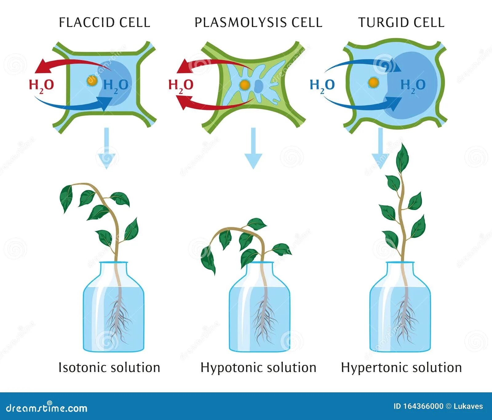 От какого фактора зависит поглощение воды растением. Осмос у растений. Процесс осмоса в растительных клетках. Осмос в растительной клетке.