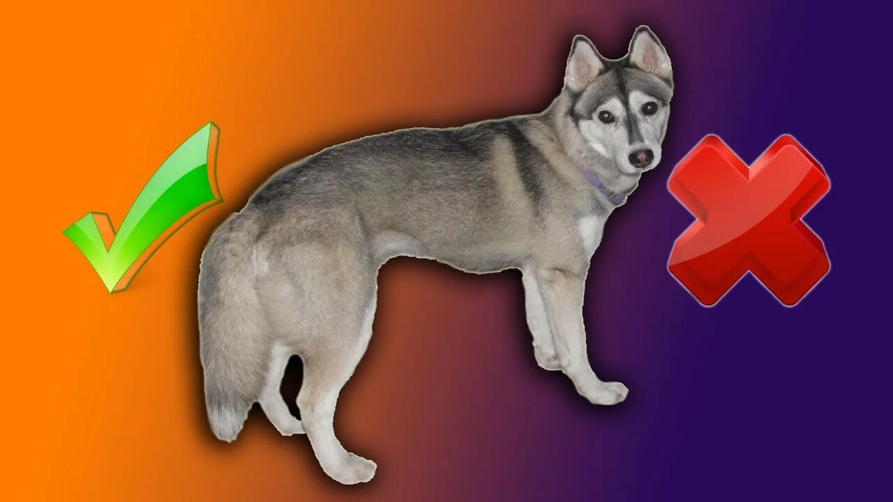 Хаски собака плюсы и минусы. Паспорт хаски. Хаски окрас агути. Хаски собака плюсы и минусы. Хаски собака плюсы и минусы.