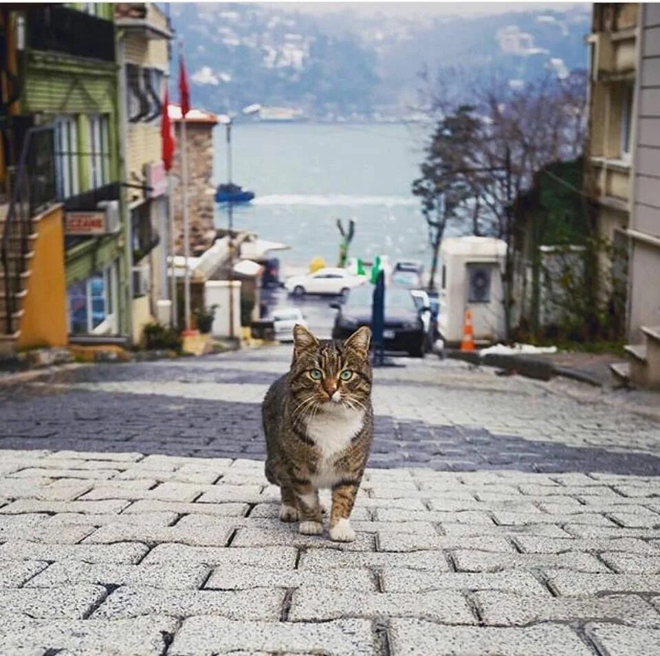 Turkey cats. Стамбульские коты. Кошки в Стамбуле. Город кошек. Кот в Турции.