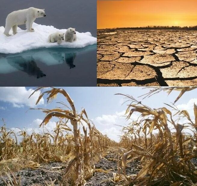 Изменение климата и последствия экологических проблем. Последствия глобального потепления. Глобальное потепление климата. Изменение климата на планете. Локальные изменения климата.