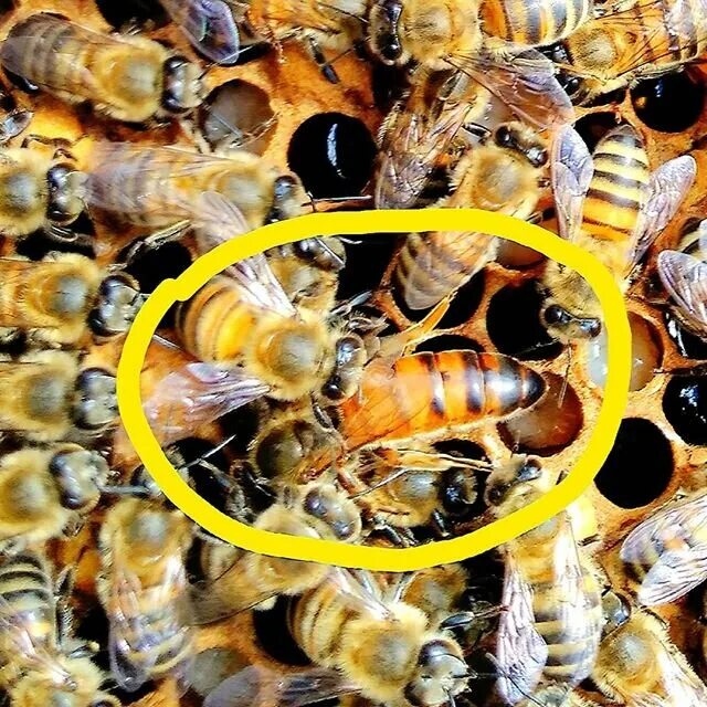 Как можно стать пчелой. Пчела Королева матка. Пчелиная матка. Пчелы в улье матка. Пчелиная Королева.
