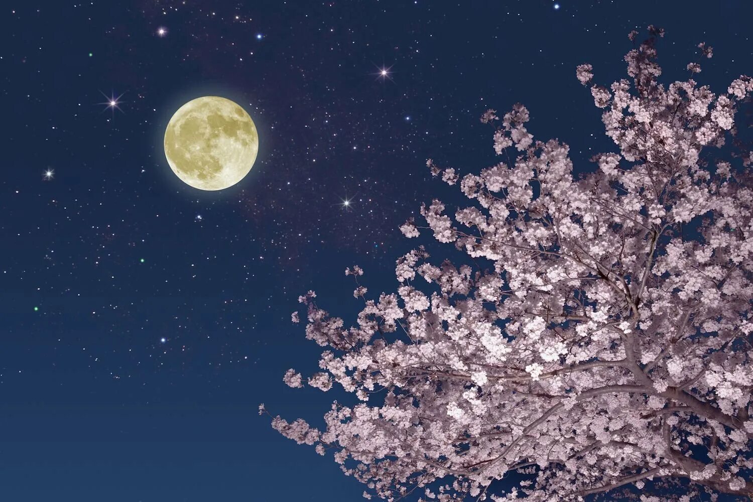 Чудесны лунные мартовские ночи впр 5. Лунная Весенняя ночь. Цветущая Сакура на фоне ночного неба. Весеннее полнолуние. Лунные деревья.