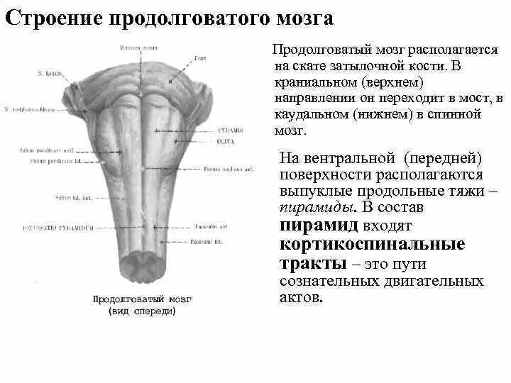 Продолговатый мозг анатомия. Строение продолговатого мозга и моста. передняя поверхность продолговатого мозга анатомия. продолговатый мозг, строение продолговатого мозга.. продолговатый мозг дорсальная поверхность строение.