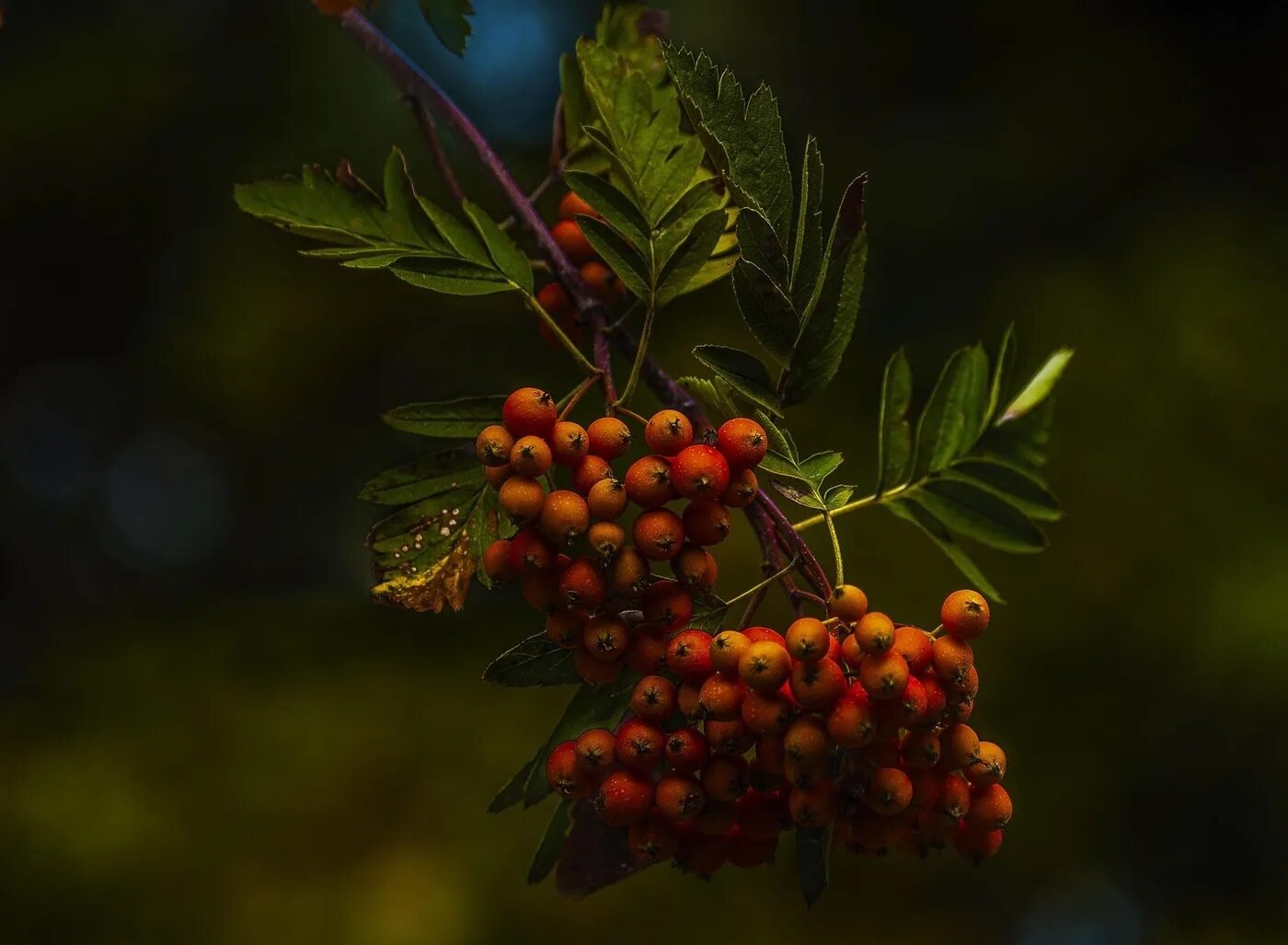 Рябина желтая дерево. Рябина ольхолистная. Рябина ольхолистная — Sorbus alnifolia. Рябина Кубовая. Рябина Греческая.