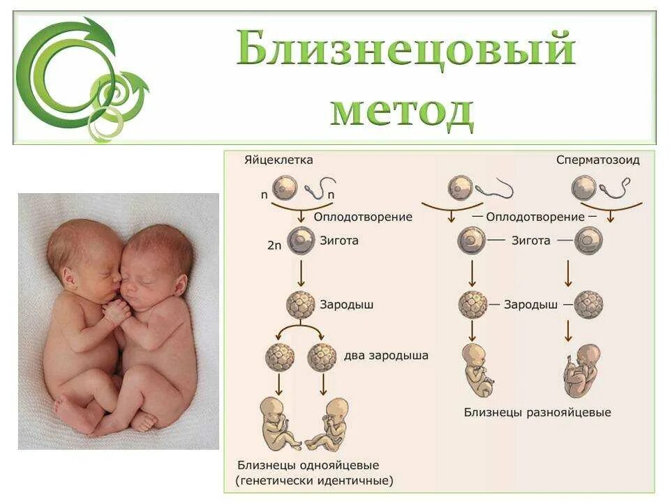 Близнец 1 2 3 4. Близнецовый метод монозиготные и дизиготные. гальтон близнецовый метод. методы генетики человека близнецовый. двуяйцевые близнецы и двойняшки.