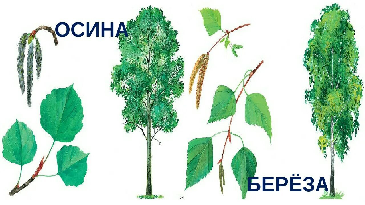 Как отличить тополь. Дерево осина и береза. Береза Тополь осина. Листья осины березы тополя. Ива, осина, липа, береза.