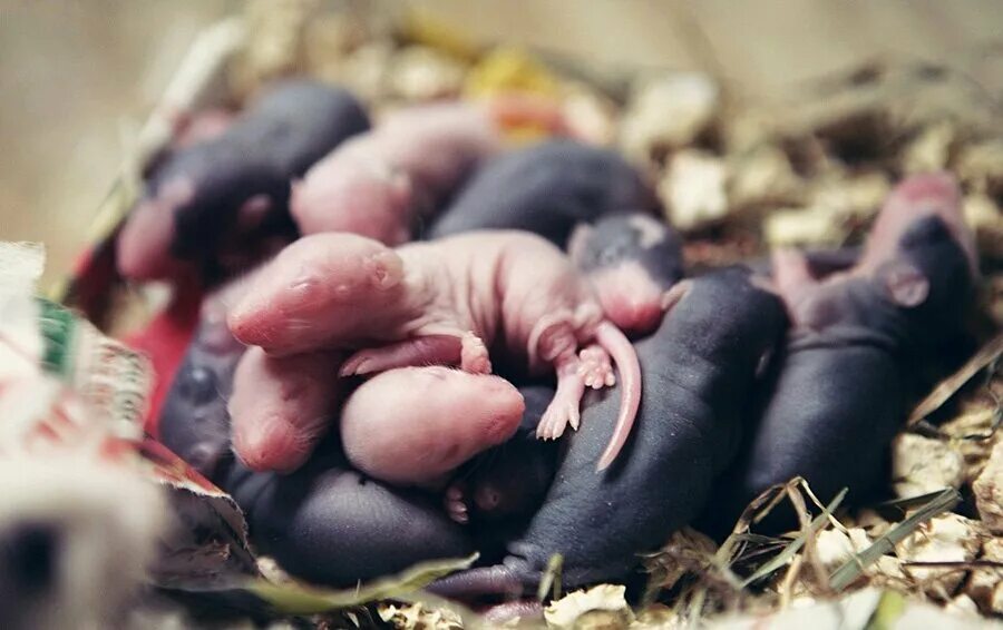 Новорожденные детеныши мыши. Детеныш мыши. Детеныши крысы Новорожденные.
