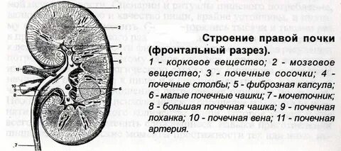 Маринованная почка 6