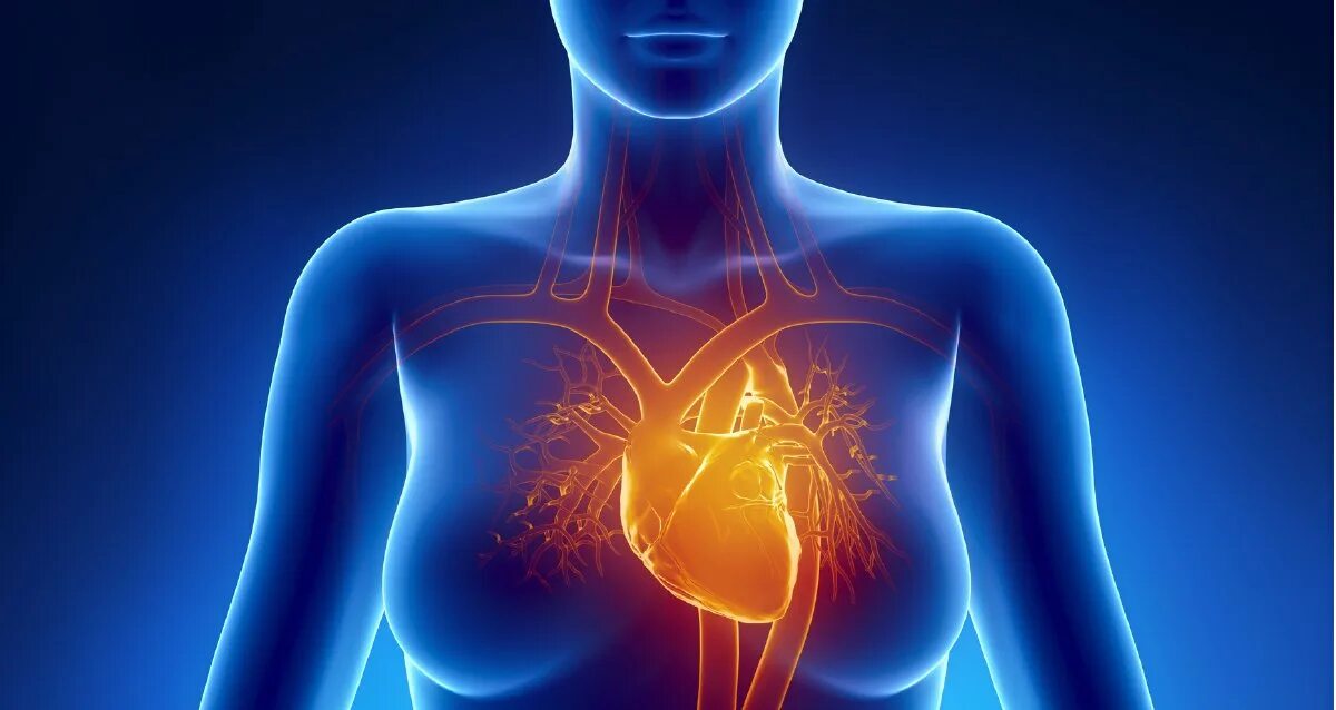 Дом где находится сердце. Расположение сердца у женщины. Расположение сердца в теле человека.