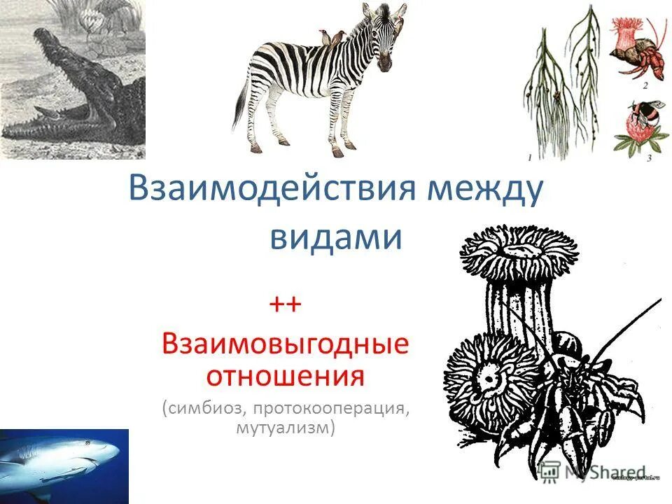 Между которыми в природе устанавливаются взаимовыгодные отношения. Симбиоз мутуализм протокооперация. Взаимовыгодные отношения мутуализм. Взаимовыгодные отношения между организмами. Взаимовыгодные отношения симбиоз.