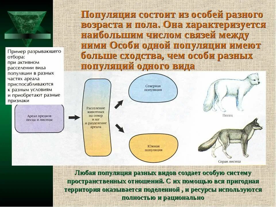 Из чего состоит популяция