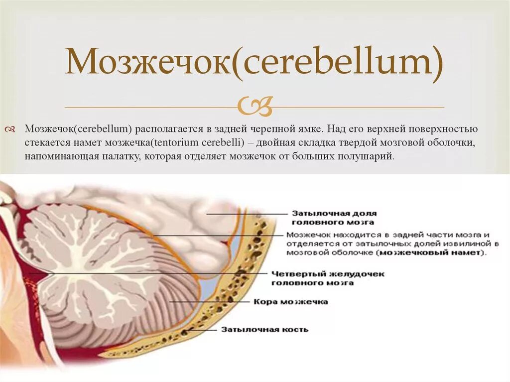 Намет мозжечка tentorium cerebelli. Намет мозжечка анатомия. Вырезка намета мозжечка анатомия. Мозжечковая опухоль