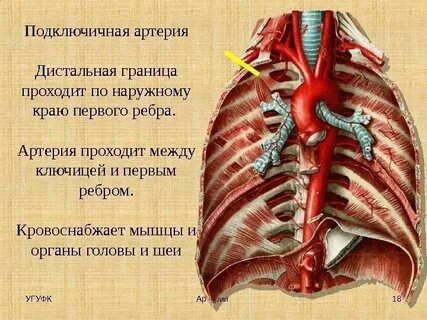 Правая подключичная артерия отходит от