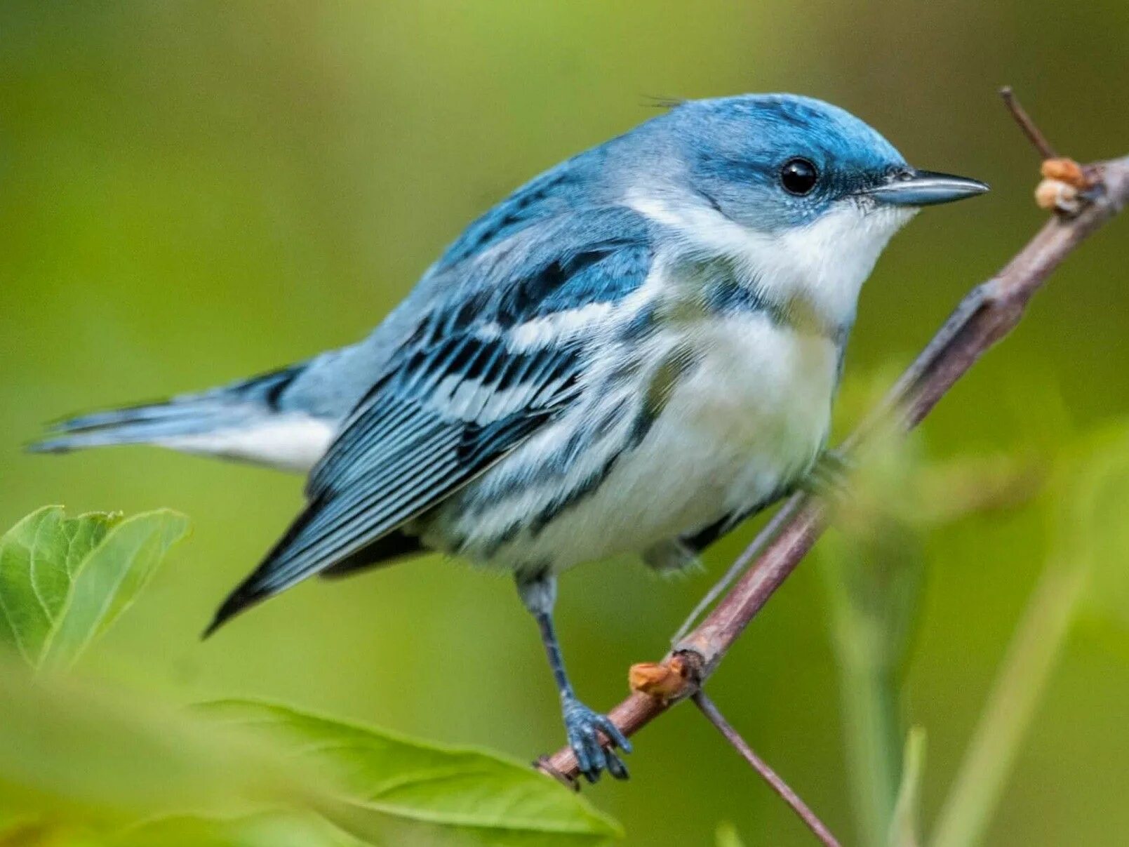 Cerulean Warbler. Орнитология. Орнитология птицы. Звуки птиц.